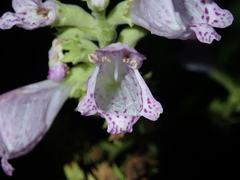 Physostegia digitalis