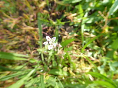 Micranthes bryophora