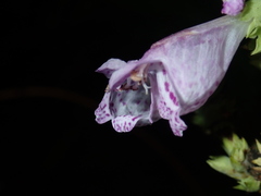 Physostegia digitalis