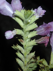 Physostegia digitalis