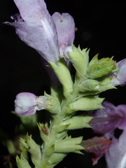 Physostegia digitalis