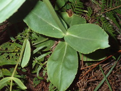 Physostegia digitalis