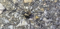 Oligolophus tienmushanensis