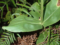 Physostegia digitalis