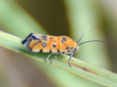 Spragueia perstructana