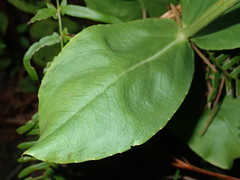 Physostegia digitalis