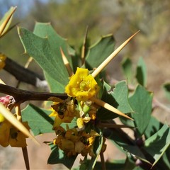 Berberis grevilleana