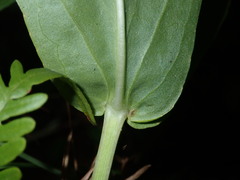 Physostegia digitalis