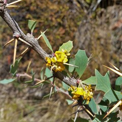 Berberis grevilleana