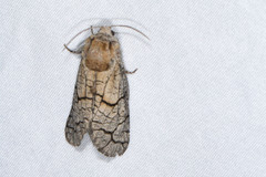 Miacora perplexa