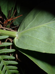 Physostegia digitalis