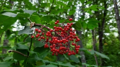 Sambucus kamtschatica