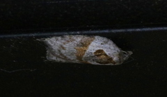 Acleris maculidorsana