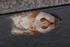 Acleris maculidorsana