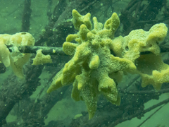 Ephydatia fluviatilis