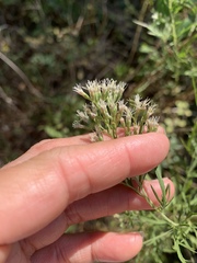 Eupatorium × pinnatifidum