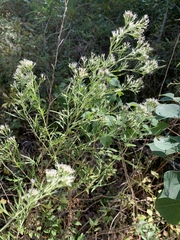 Eupatorium × pinnatifidum