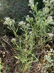 Eupatorium × pinnatifidum