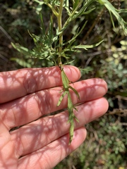 Eupatorium × pinnatifidum
