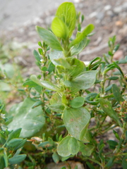 Polygonum achoreum