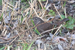 Passerella iliaca annectens