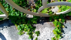 Passiflora vesicaria