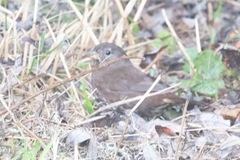 Passerella iliaca annectens