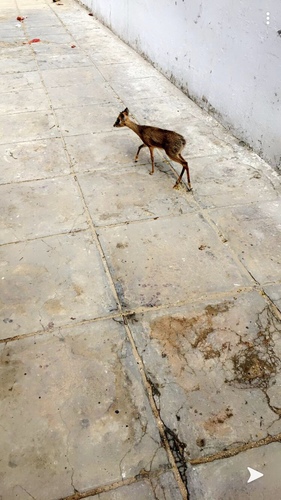 Kirk's Dik-dik
