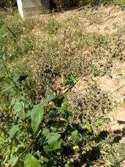 Chenopodiastrum simplex