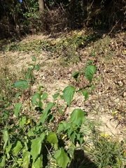 Chenopodiastrum simplex