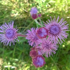 Campuloclinium macrocephalum