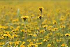 Tridax trilobata