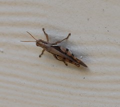 Stenocatantops angustifrons