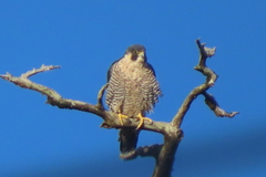 Falco peregrinus pealei