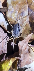 Bidentolophus bidens