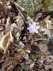 Hepatica americana
