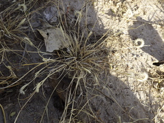 Bouteloua scorpioides
