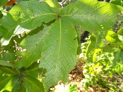 Quercus rysophylla