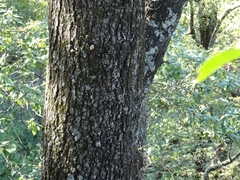 Quercus rysophylla