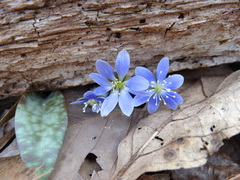 Hepatica americana