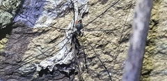 Oligolophus tienmushanensis