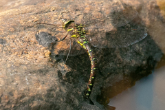 Aeshna palmata