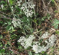 Eriogonum multiflorum