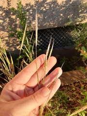 Andropogon ternarius