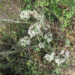 Eriogonum multiflorum