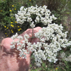 Eriogonum multiflorum