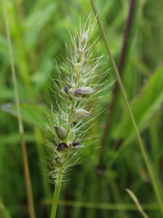 Setaria grisebachii