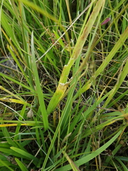 Setaria grisebachii