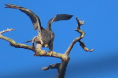 Falco peregrinus pealei