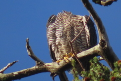 Falco peregrinus pealei
